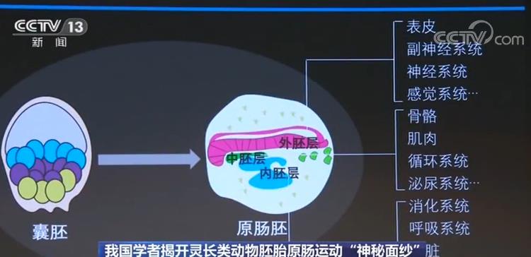 澳门一肖一码一一特一中厂i,深入数据执行应用_运动版70.980